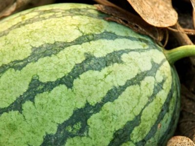 Bliv melonavler